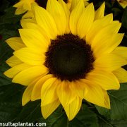 Girasol